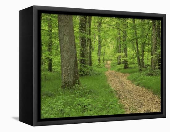 Forest of Chambord, Loir Et Cher, Loire Centre, France-Michael Busselle-Framed Premier Image Canvas