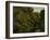 Forest of Fontainebleau,-Gustave Courbet-Framed Art Print