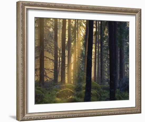 Forest Of Light-Henrik Lund-Framed Giclee Print