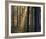 Forest Of Light-Henrik Lund-Framed Giclee Print