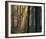 Forest Of Light-Henrik Lund-Framed Giclee Print