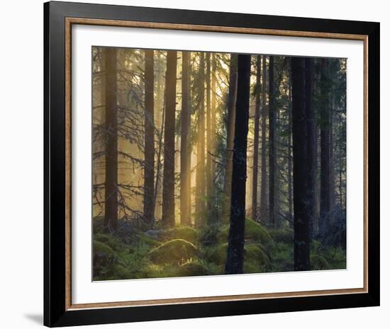 Forest Of Light-Henrik Lund-Framed Giclee Print