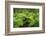 Forest of Tree Ferns, Cibotium Glaucum, Volcano, Hawaii-Maresa Pryor-Framed Photographic Print