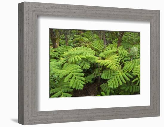 Forest of Tree Ferns, Cibotium Glaucum, Volcano, Hawaii-Maresa Pryor-Framed Photographic Print