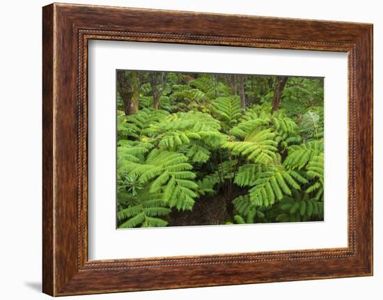 Forest of Tree Ferns, Cibotium Glaucum, Volcano, Hawaii-Maresa Pryor-Framed Photographic Print