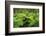 Forest of Tree Ferns, Cibotium Glaucum, Volcano, Hawaii-Maresa Pryor-Framed Photographic Print