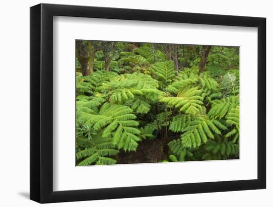 Forest of Tree Ferns, Cibotium Glaucum, Volcano, Hawaii-Maresa Pryor-Framed Photographic Print