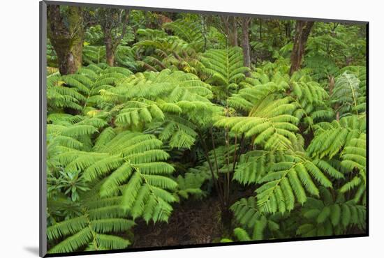 Forest of Tree Ferns, Cibotium Glaucum, Volcano, Hawaii-Maresa Pryor-Mounted Photographic Print