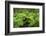 Forest of Tree Ferns, Cibotium Glaucum, Volcano, Hawaii-Maresa Pryor-Framed Photographic Print