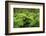 Forest of Tree Ferns, Cibotium Glaucum, Volcano, Hawaii-Maresa Pryor-Framed Photographic Print