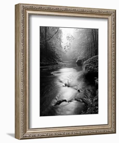 Forest on Bank of Autumn Mountain River Covered by Beech Leaves. Bended Branches above Water. Black-rdonar-Framed Photographic Print