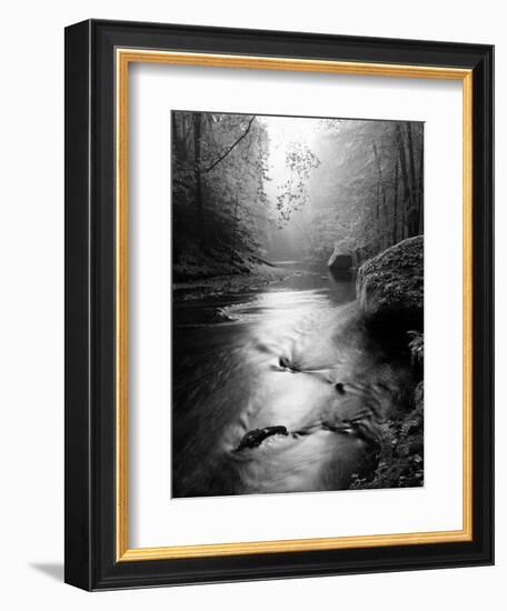 Forest on Bank of Autumn Mountain River Covered by Beech Leaves. Bended Branches above Water. Black-rdonar-Framed Photographic Print