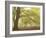 Forest Pale-Doug Chinnery-Framed Photographic Print