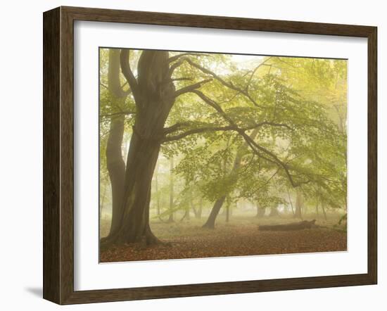 Forest Pale-Doug Chinnery-Framed Photographic Print