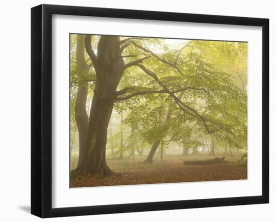 Forest Pale-Doug Chinnery-Framed Photographic Print