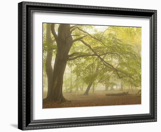 Forest Pale-Doug Chinnery-Framed Photographic Print