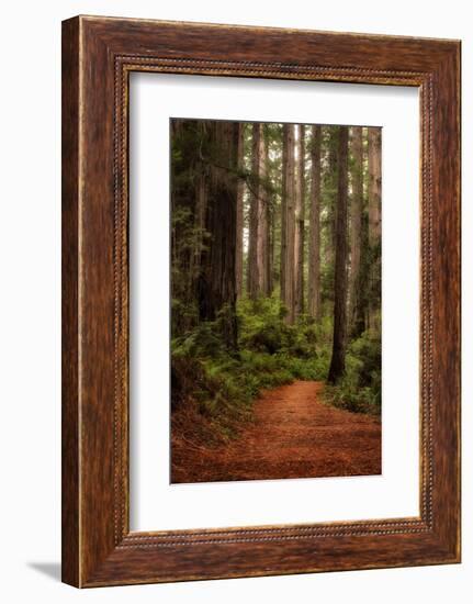 Forest Path II-Danny Head-Framed Photographic Print