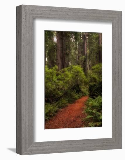 Forest Path III-Danny Head-Framed Photographic Print