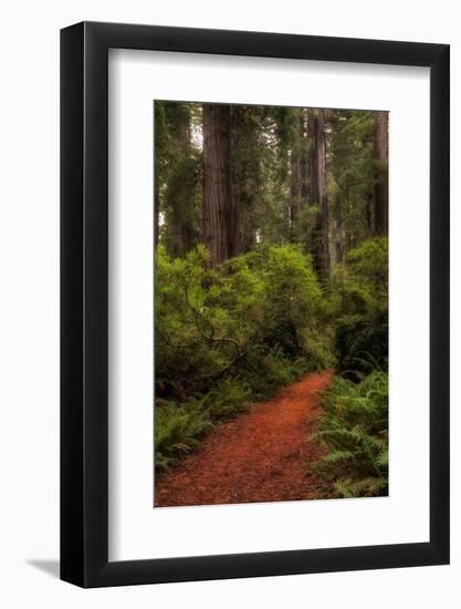 Forest Path III-Danny Head-Framed Photographic Print