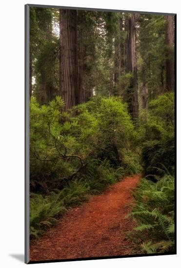 Forest Path III-Danny Head-Mounted Photographic Print