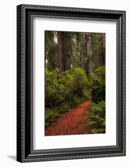 Forest Path III-Danny Head-Framed Photographic Print