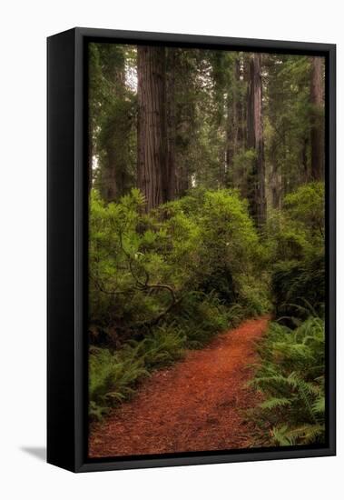 Forest Path III-Danny Head-Framed Premier Image Canvas