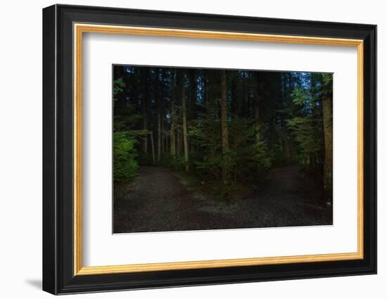 Forest path, Sitka National Historic Park aka Totem Park, Sitka, Alaska-Mark A Johnson-Framed Photographic Print