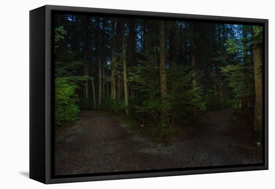 Forest path, Sitka National Historic Park aka Totem Park, Sitka, Alaska-Mark A Johnson-Framed Premier Image Canvas