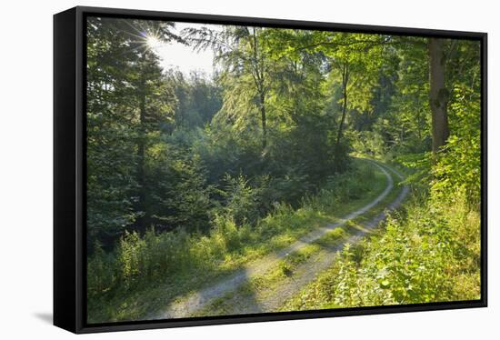Forest path with sun in summer, Miltenberg, Odenwald, Franconia, Bavaria, Germany-Raimund Linke-Framed Stretched Canvas