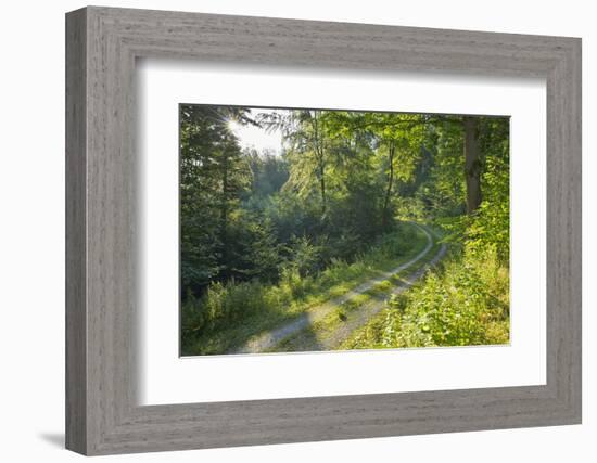 Forest path with sun in summer, Miltenberg, Odenwald, Franconia, Bavaria, Germany-Raimund Linke-Framed Photographic Print