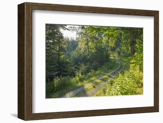 Forest path with sun in summer, Miltenberg, Odenwald, Franconia, Bavaria, Germany-Raimund Linke-Framed Photographic Print