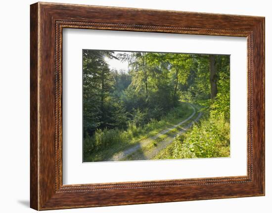Forest path with sun in summer, Miltenberg, Odenwald, Franconia, Bavaria, Germany-Raimund Linke-Framed Photographic Print