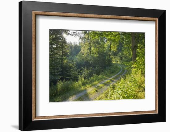 Forest path with sun in summer, Miltenberg, Odenwald, Franconia, Bavaria, Germany-Raimund Linke-Framed Photographic Print