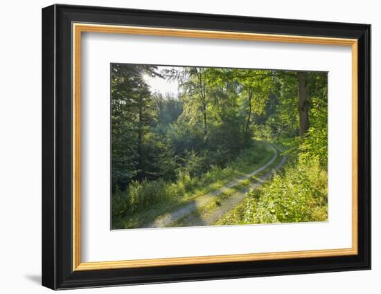 Forest path with sun in summer, Miltenberg, Odenwald, Franconia, Bavaria, Germany-Raimund Linke-Framed Photographic Print