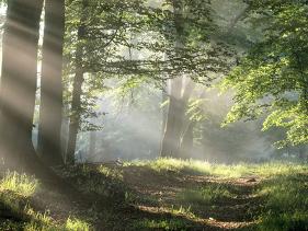 'Forest Path' Art Print - | Art.com