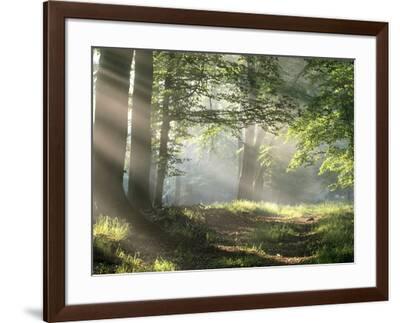 'Forest Path' Art Print - | Art.com