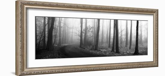 Forest Path-Erin Clark-Framed Art Print