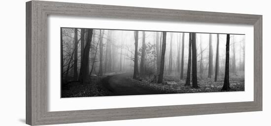 Forest Path-Erin Clark-Framed Art Print