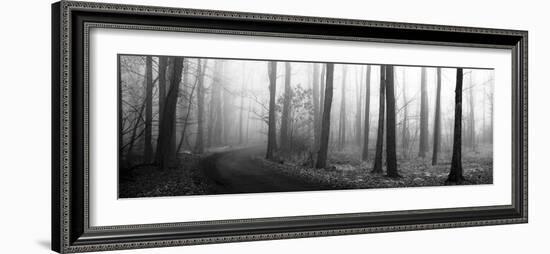 Forest Path-Erin Clark-Framed Art Print