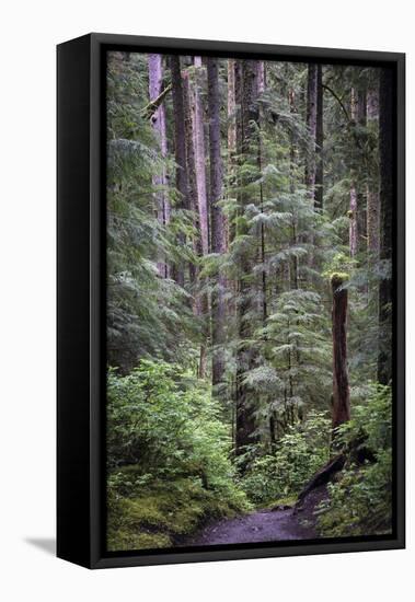 Forest Path-J.D. Mcfarlan-Framed Premier Image Canvas