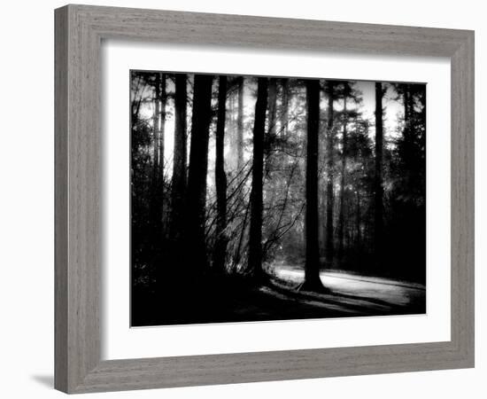 Forest Path-Sharon Wish-Framed Photographic Print