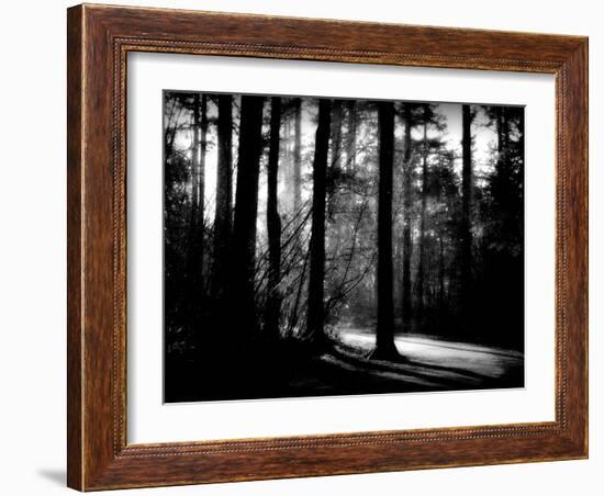 Forest Path-Sharon Wish-Framed Photographic Print