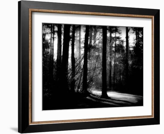 Forest Path-Sharon Wish-Framed Photographic Print