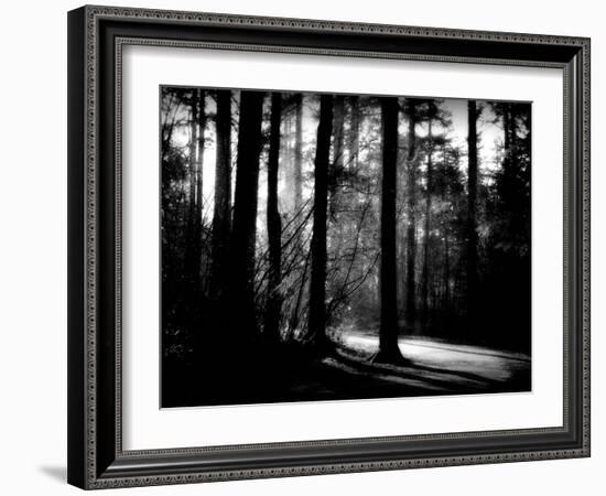 Forest Path-Sharon Wish-Framed Photographic Print