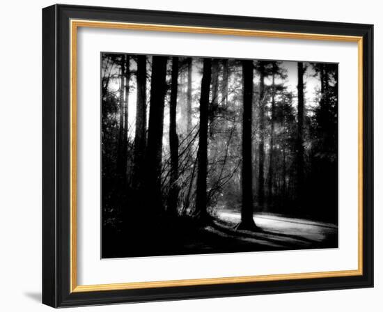 Forest Path-Sharon Wish-Framed Photographic Print