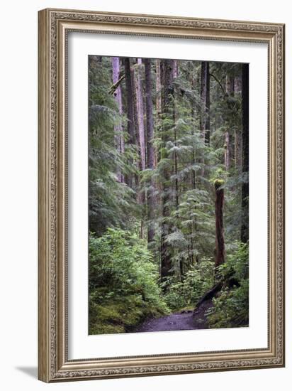 Forest Path-J.D. Mcfarlan-Framed Photographic Print