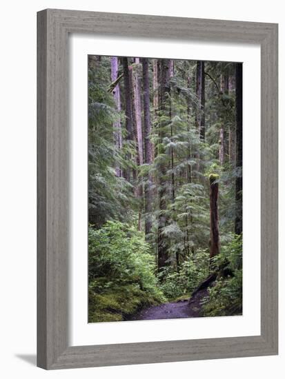 Forest Path-J.D. Mcfarlan-Framed Photographic Print