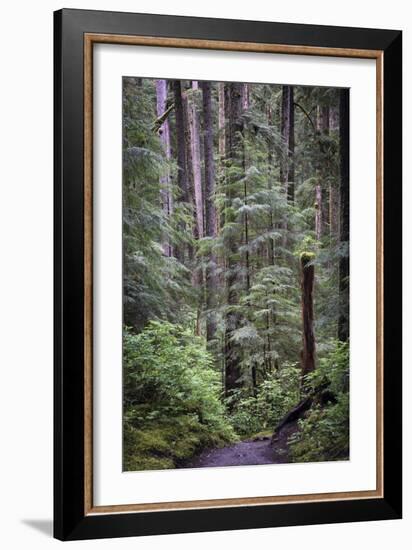 Forest Path-J.D. Mcfarlan-Framed Photographic Print