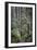 Forest Path-J.D. Mcfarlan-Framed Photographic Print