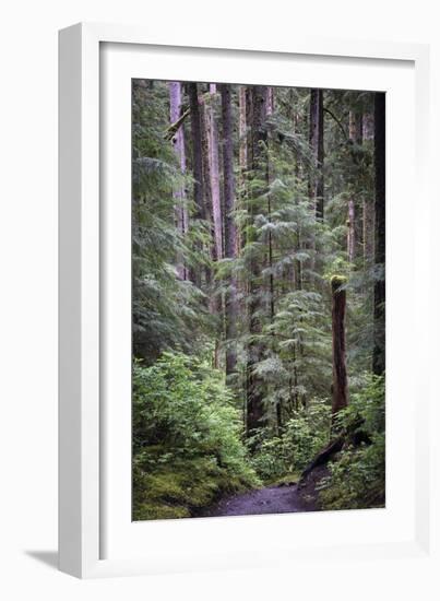 Forest Path-J.D. Mcfarlan-Framed Photographic Print